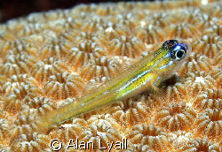 Peppermint goby by Alan Lyall 